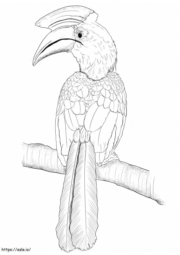 Black Hornbill coloring page