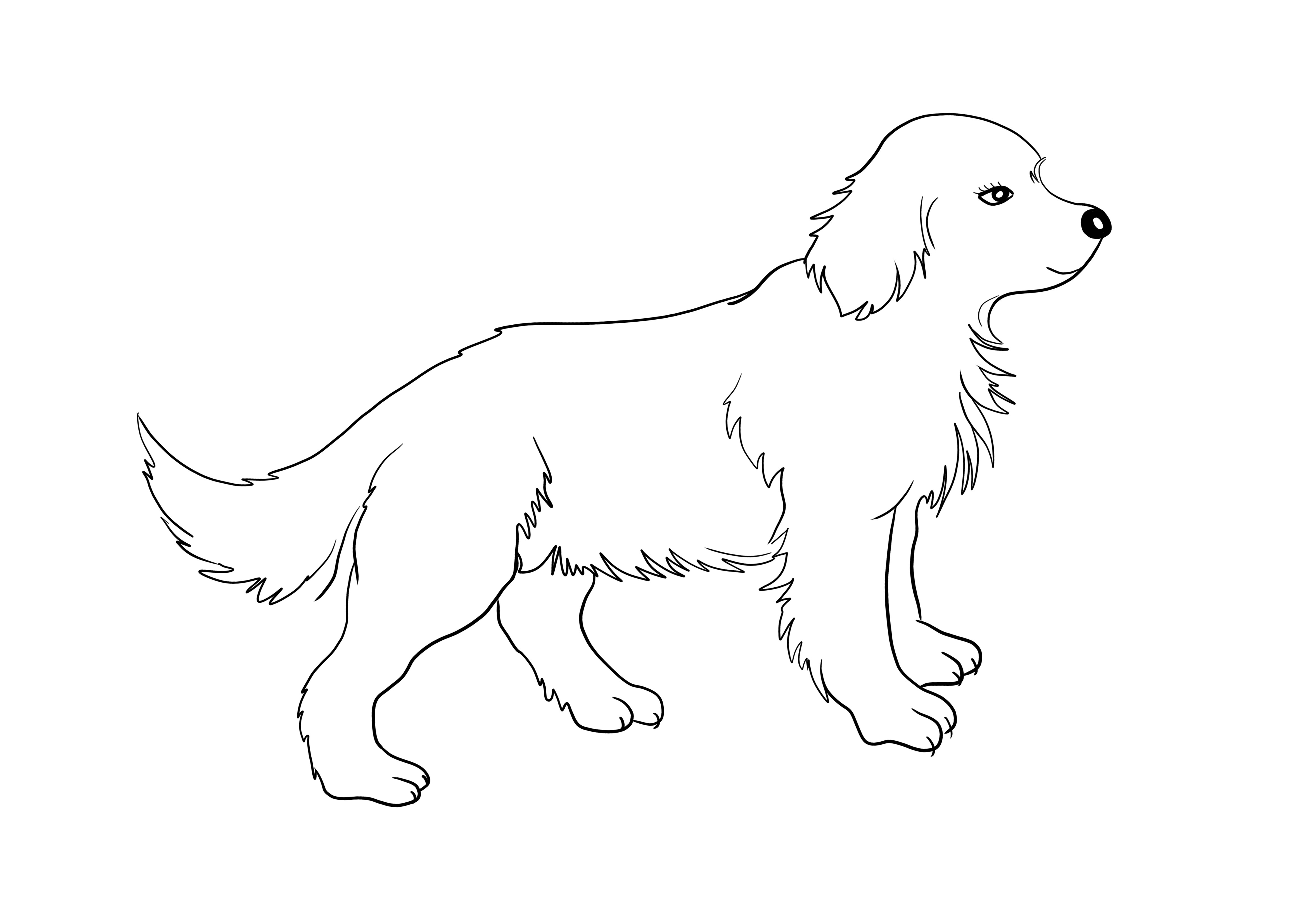 Ücretsiz indirmek ve boyamak için Golden Retriever köpek yavrusu