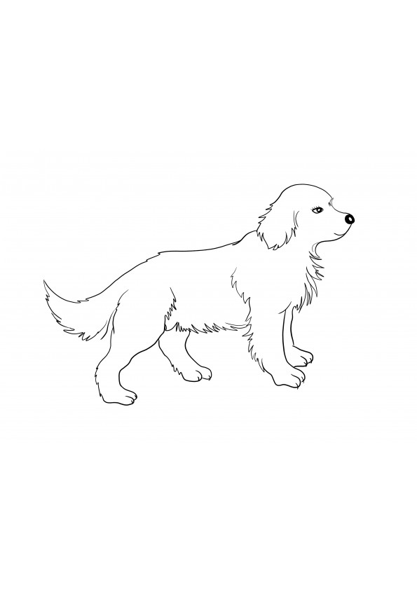 Golden Retriever puppy for free downloading and coloring image