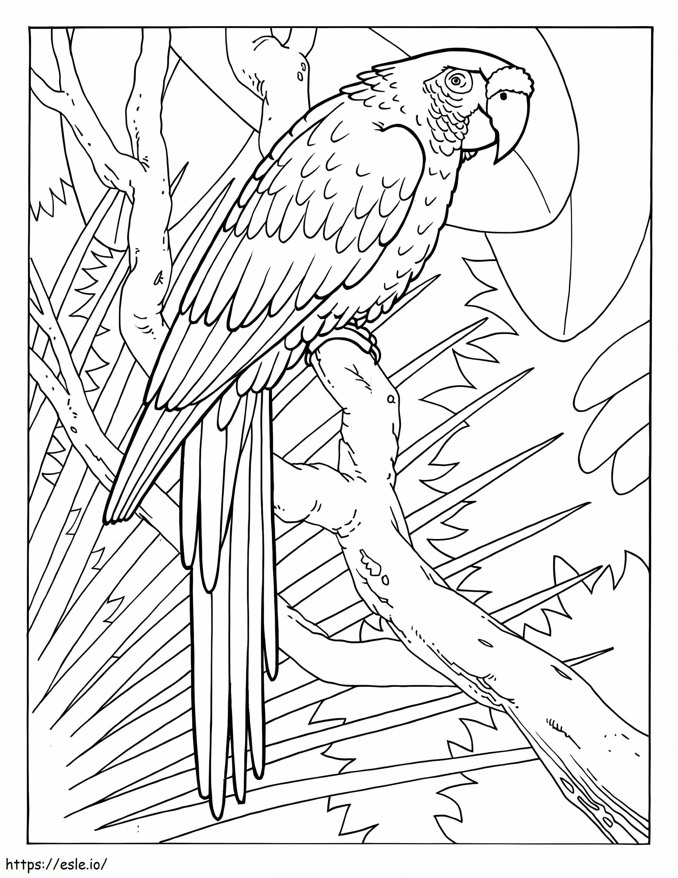Macaw Sederhana Gambar Mewarnai