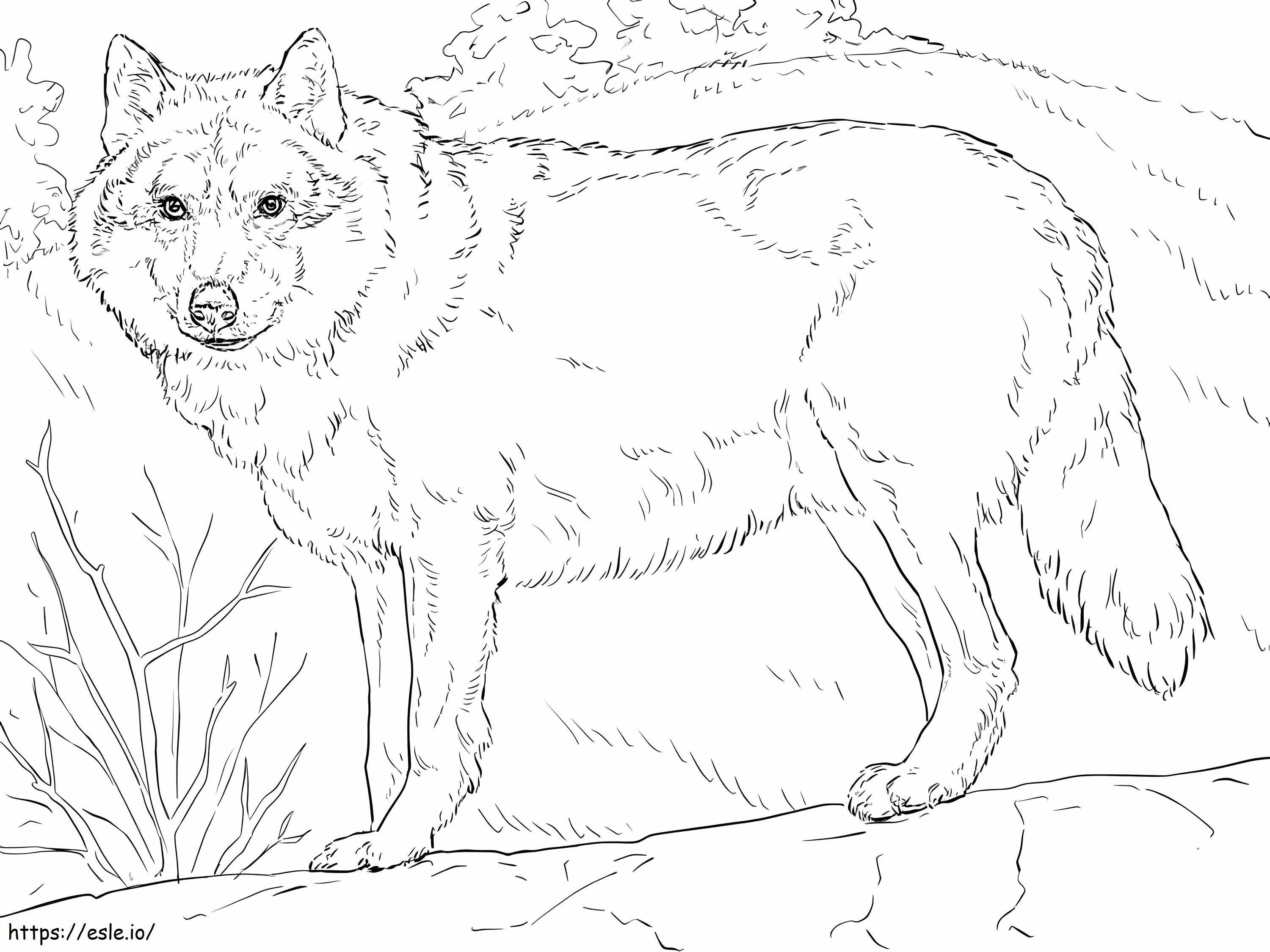 Loup Gris 1024X768 coloring page