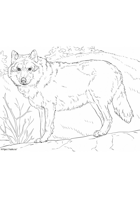Loup Gris 1024X768 coloring page
