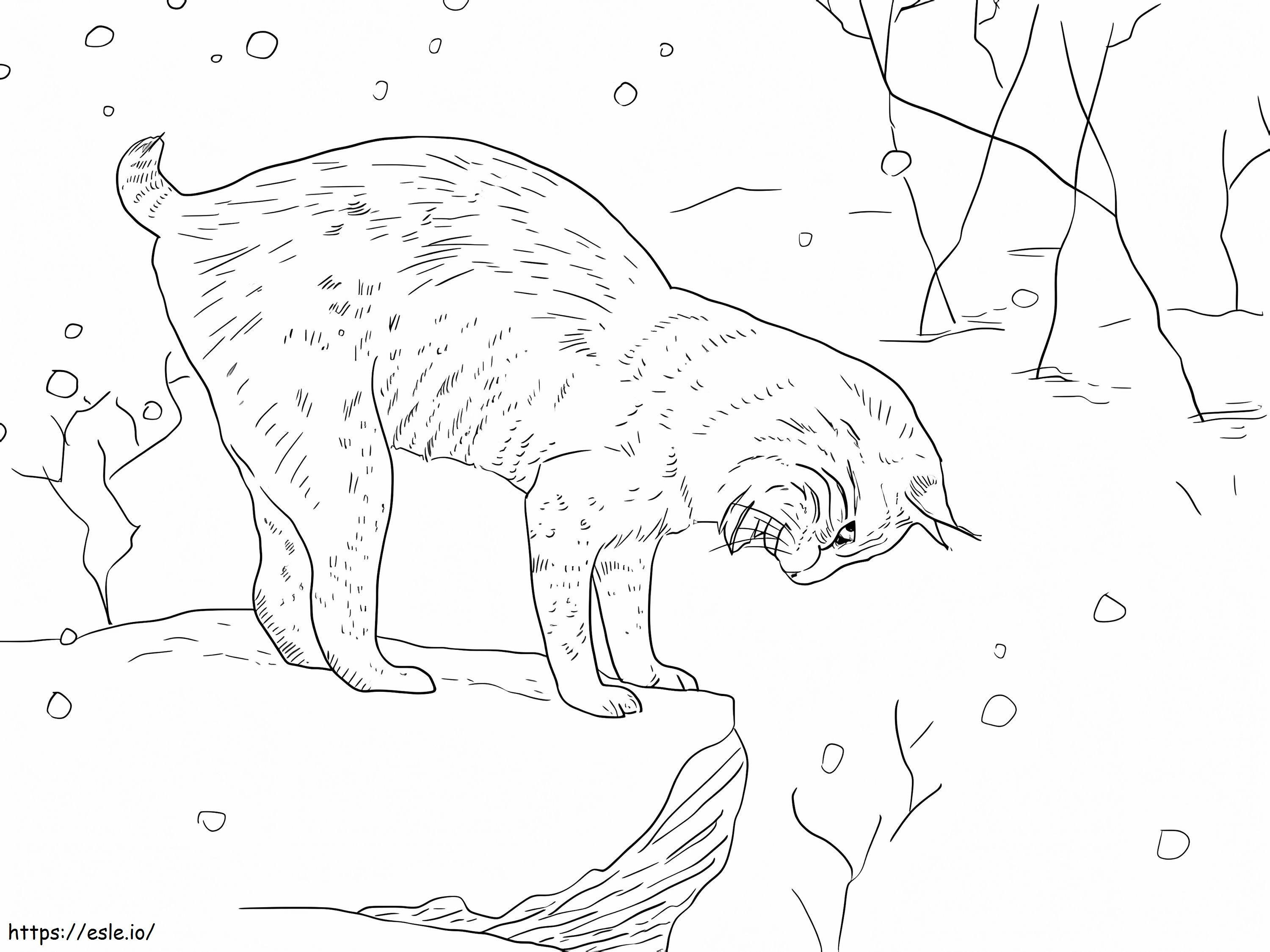Perfect Lynx coloring page
