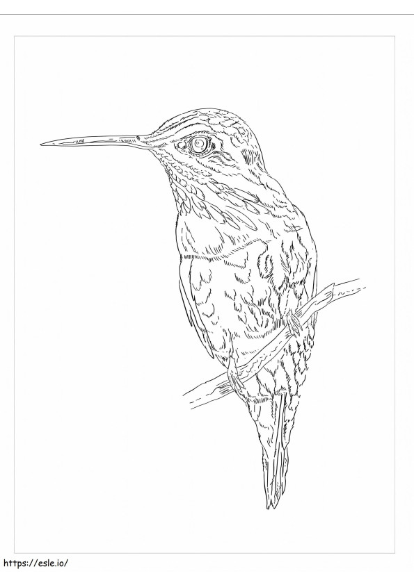 Hummingbird Lucifer coloring page