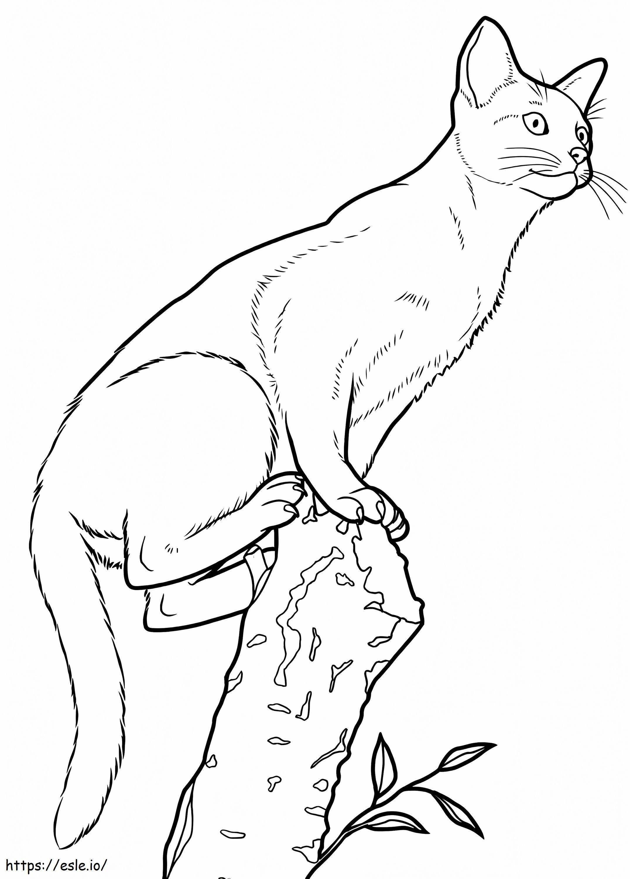 Abyssinian Cat coloring page