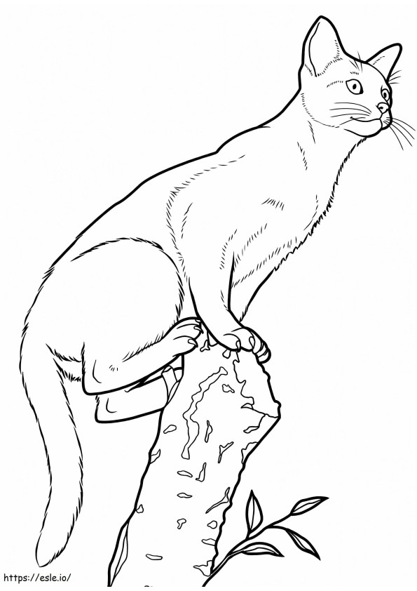 Kot abisyński kolorowanka