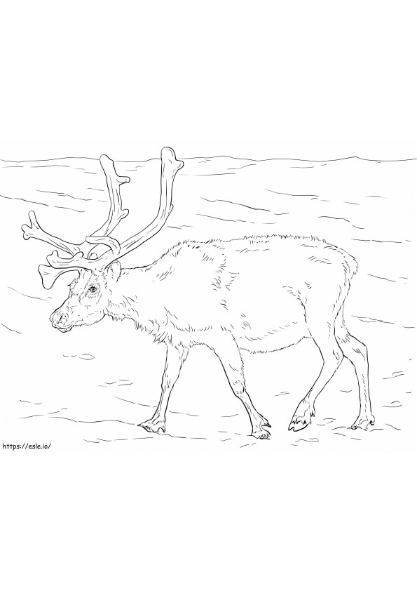 Svalbard Reindeer coloring page