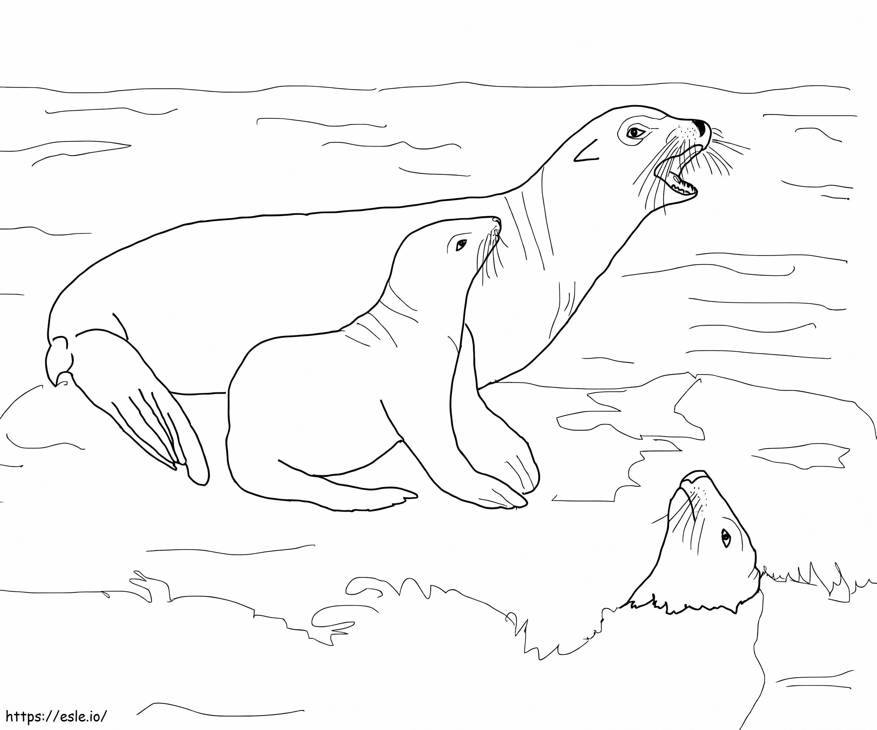 Coloriage Lions de mer à imprimer dessin