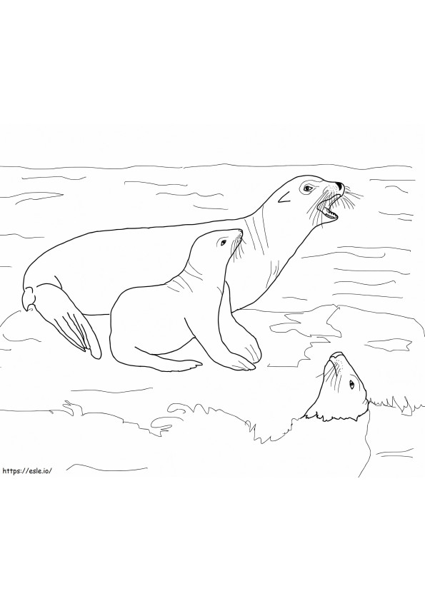 Coloriage Lions de mer à imprimer dessin