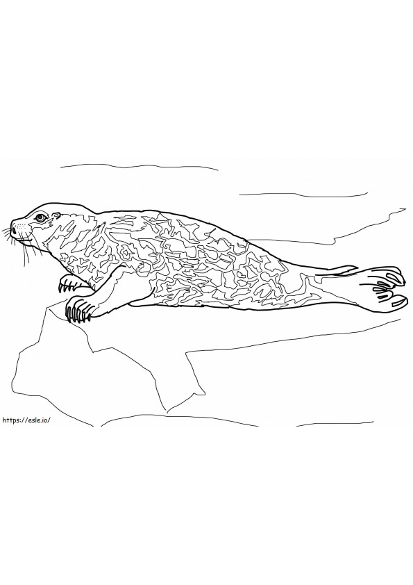 A Port Seal coloring page
