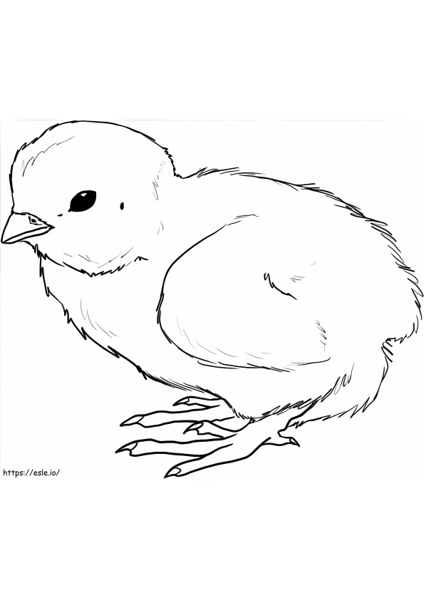 Draw Chick coloring page