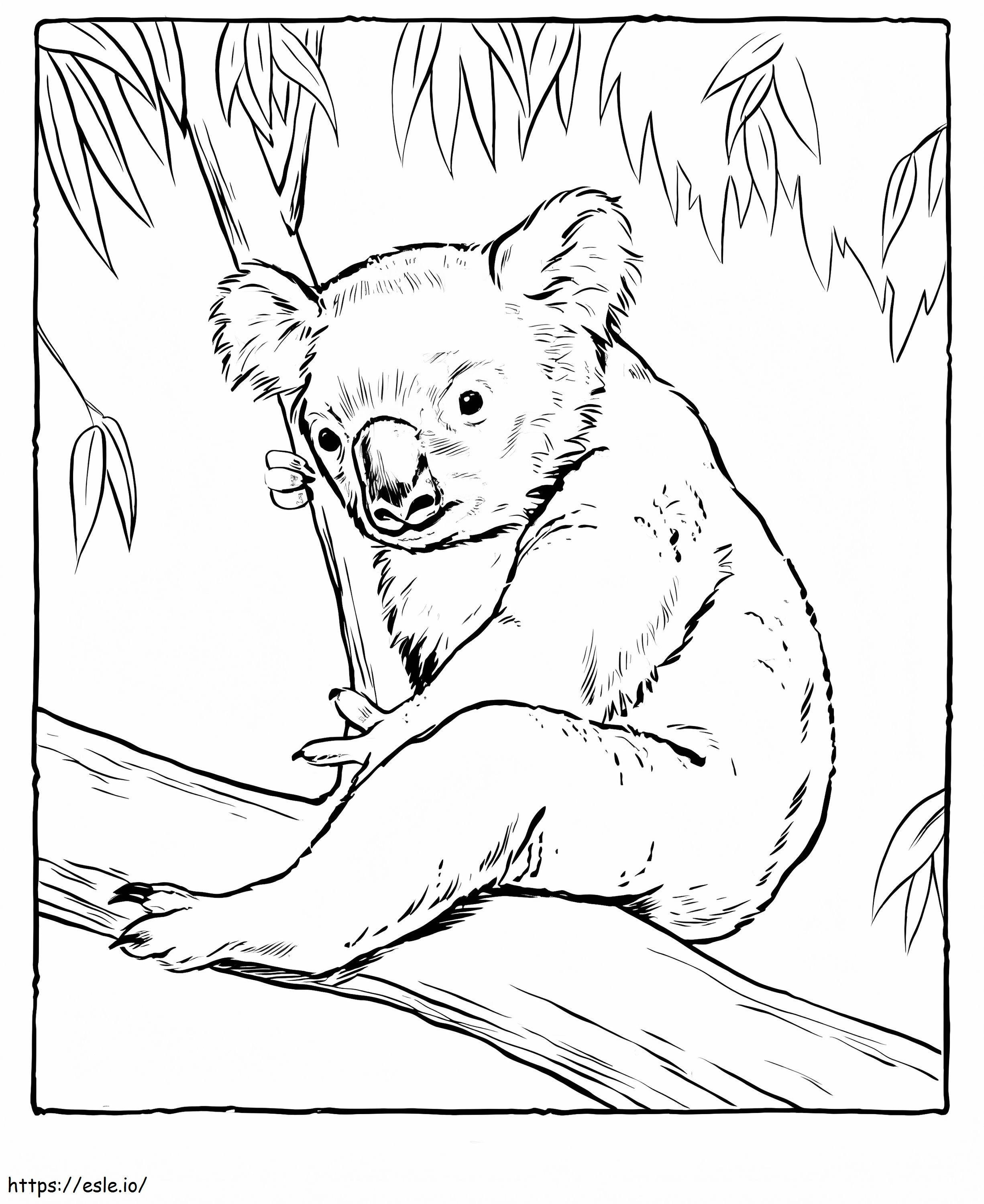 Koala che si siede su un albero da colorare