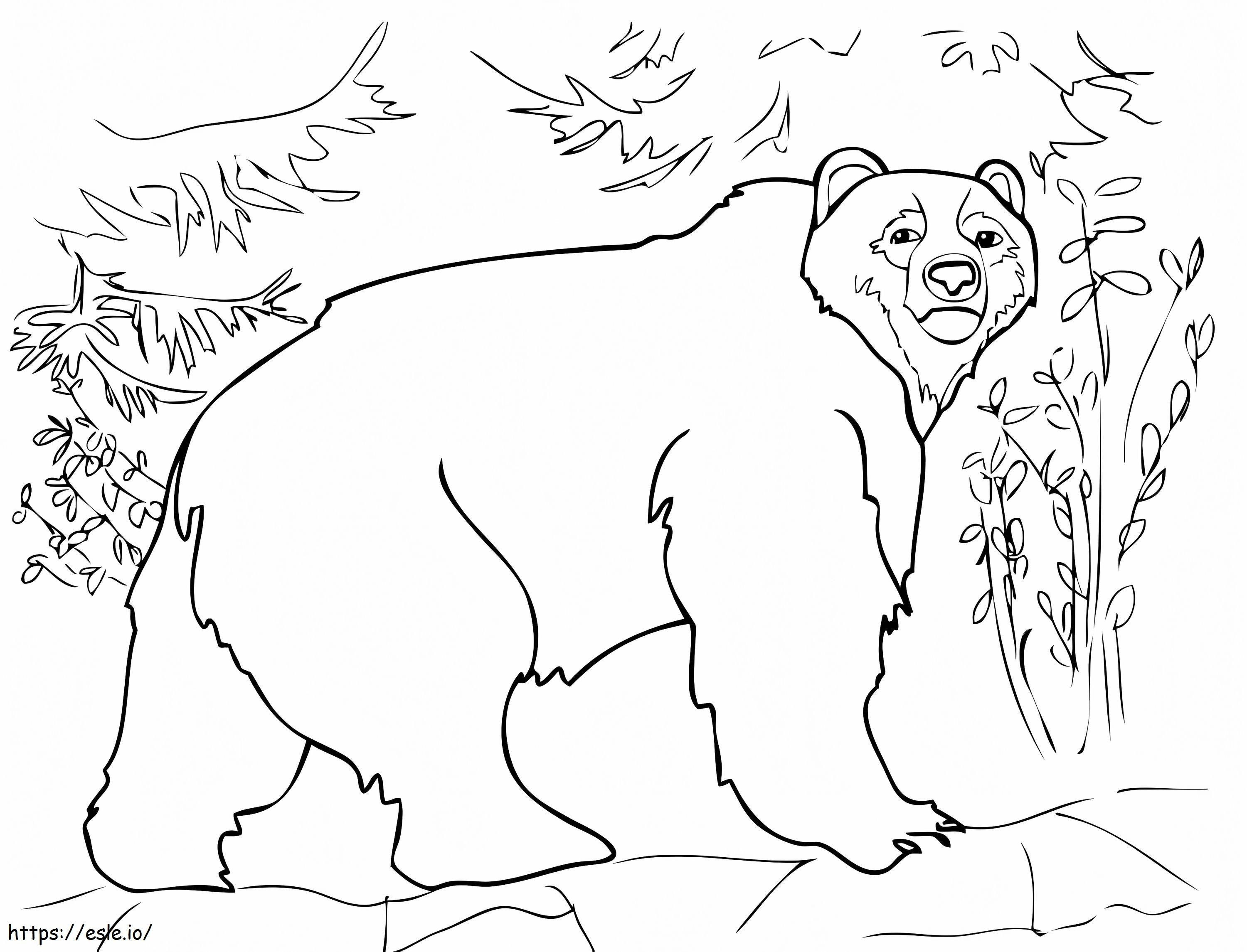 Um urso pardo para colorir