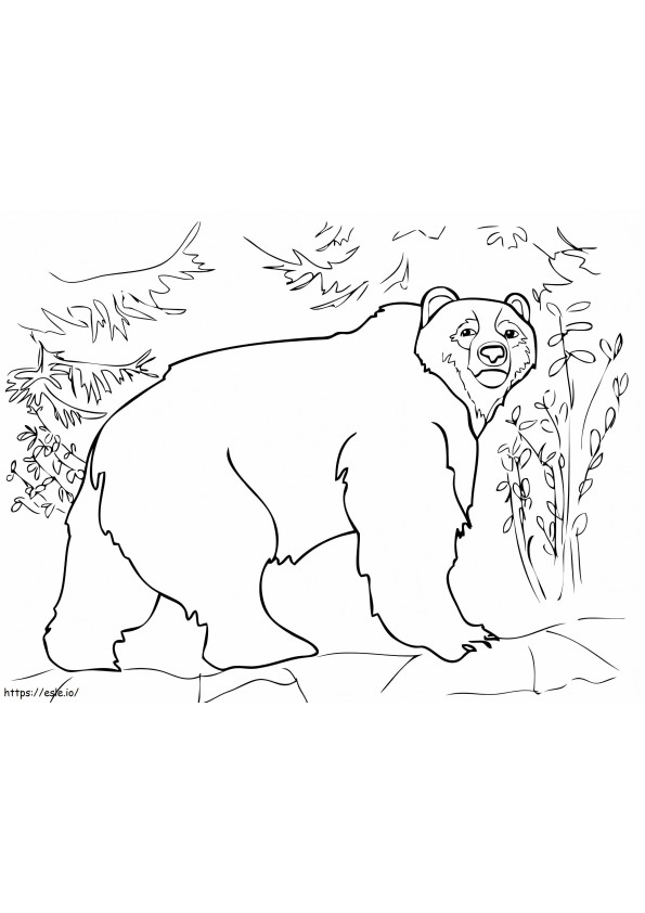 Seekor Beruang Coklat Gambar Mewarnai