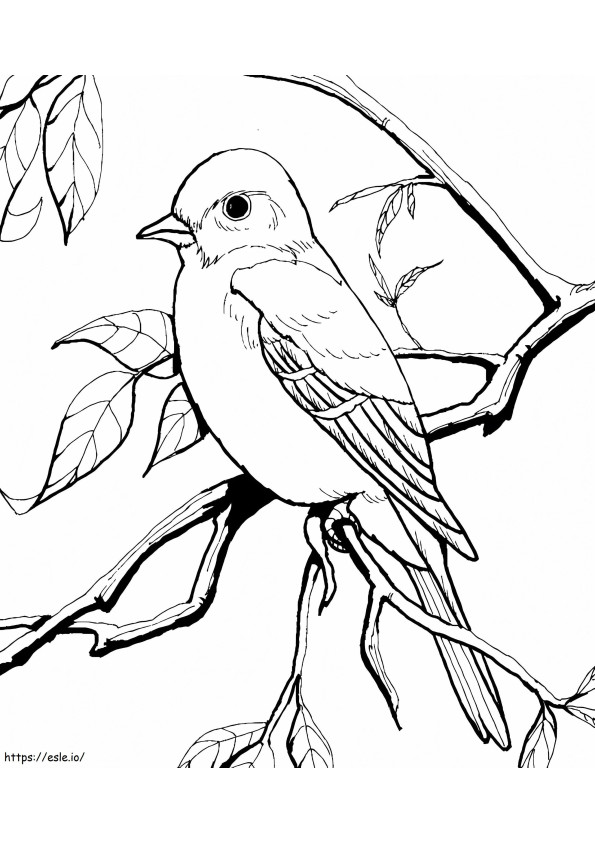 Little Jay Bird coloring page
