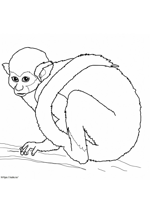 Macaco-esquilo para colorir