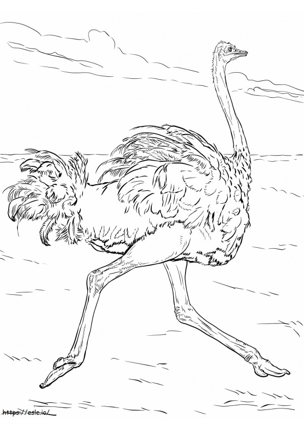 Struisvogel loopt kleurplaat