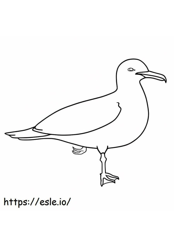 California Gull coloring page