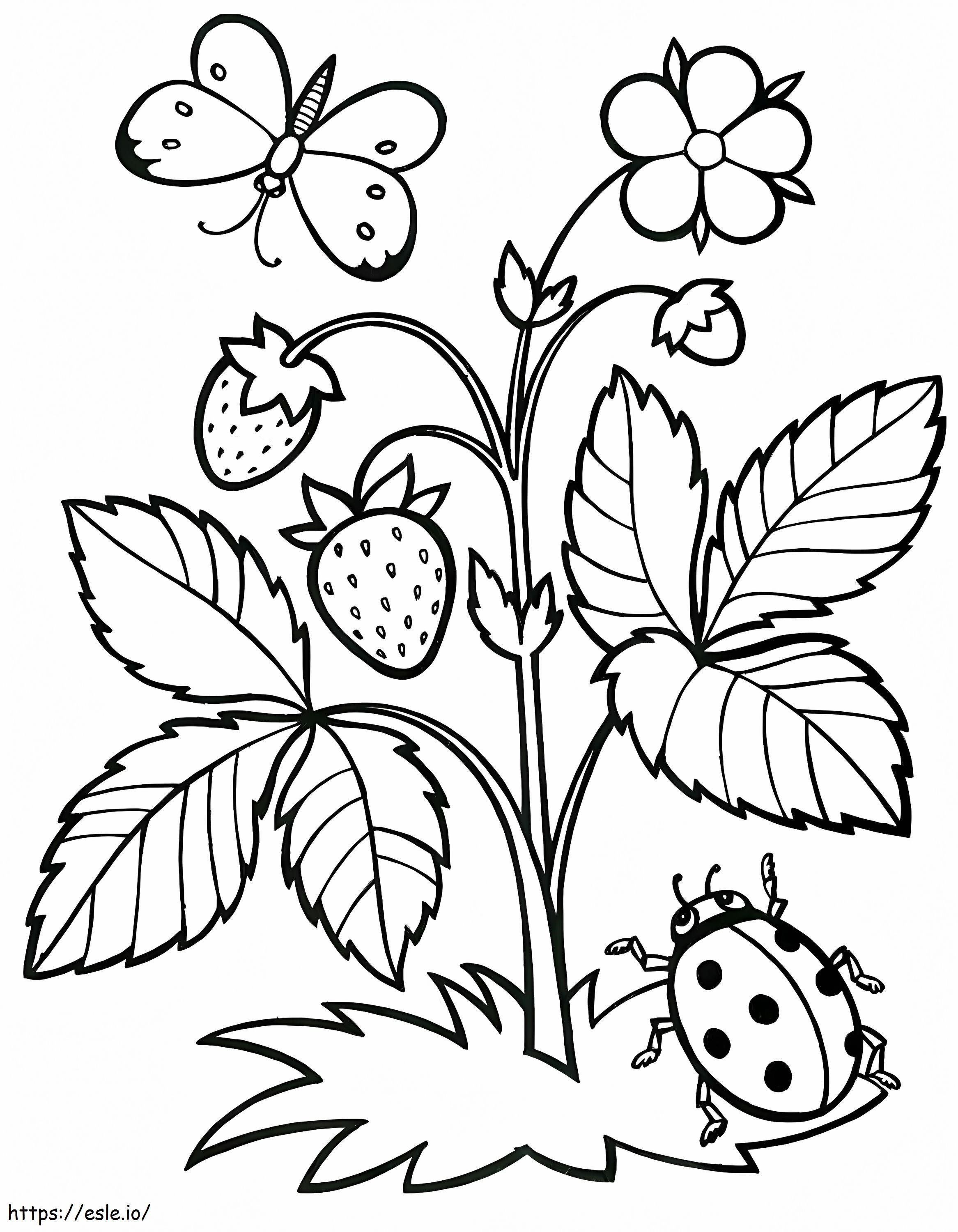 イチゴの植物と昆虫 ぬりえ - 塗り絵