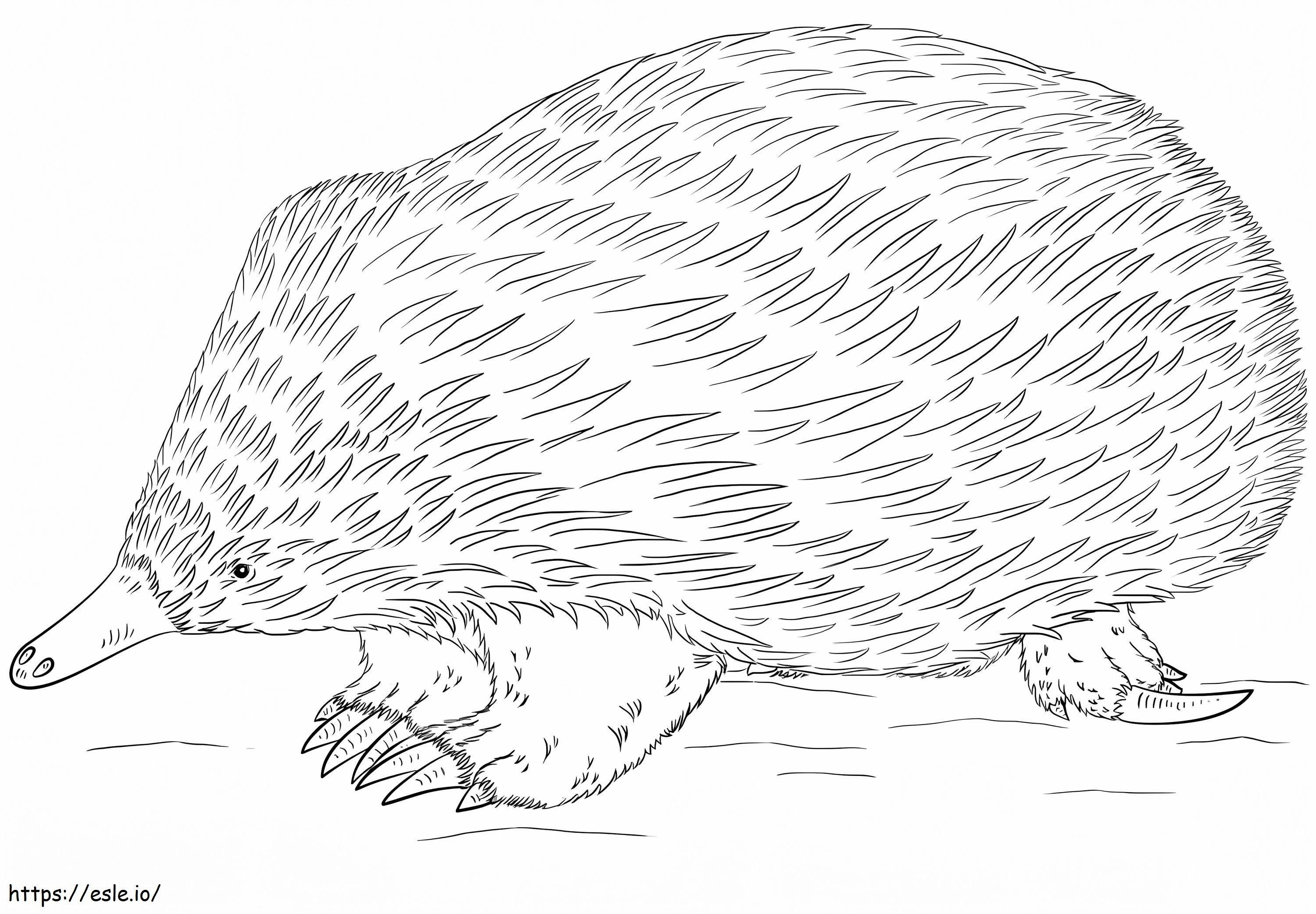 Realistic Echidna coloring page
