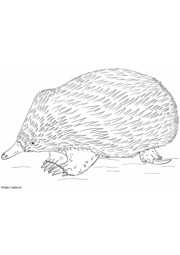Realistic Echidna coloring page