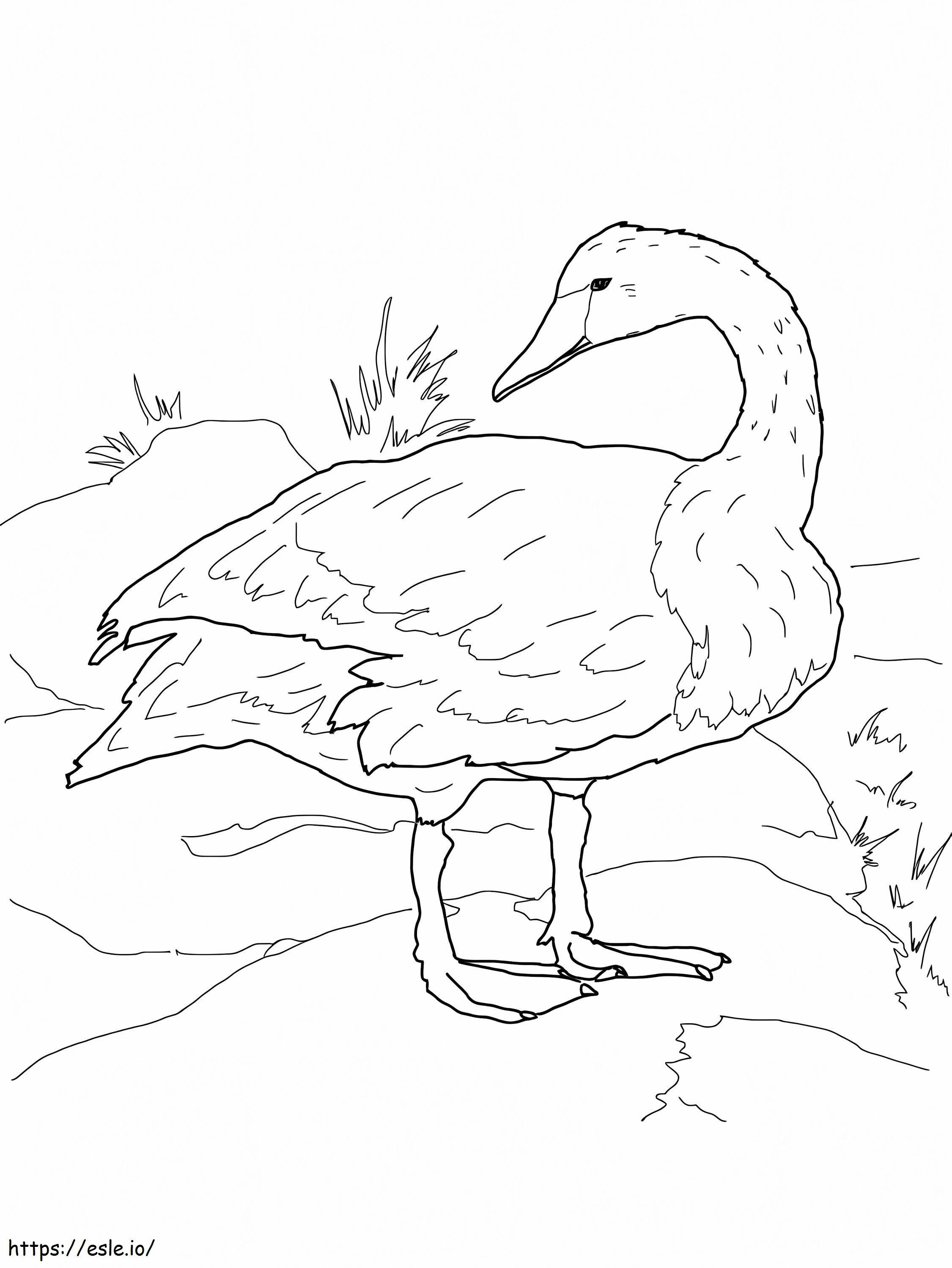 Trumpeter Swan On Shore coloring page