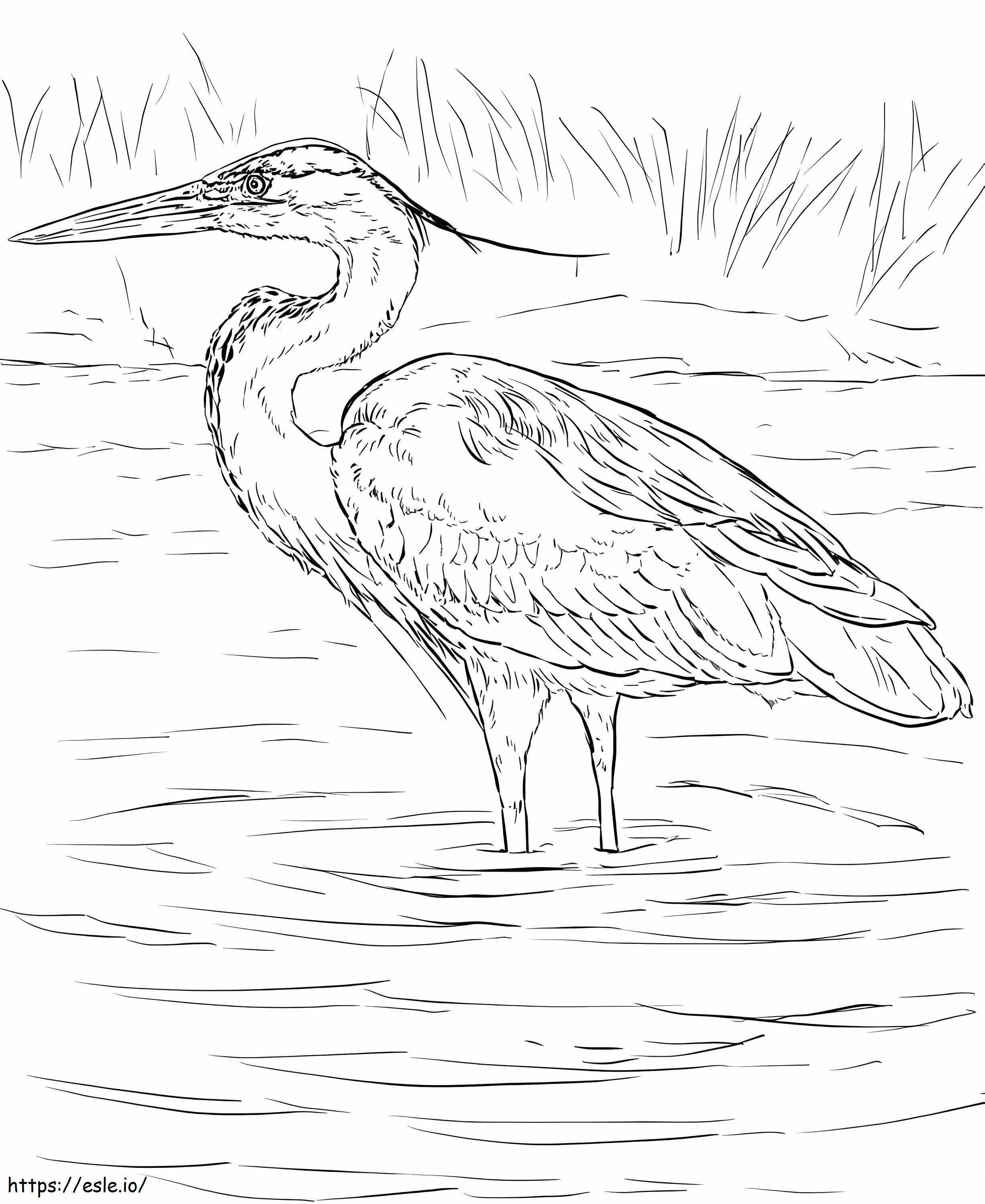 Great Blue Heron 3 coloring page