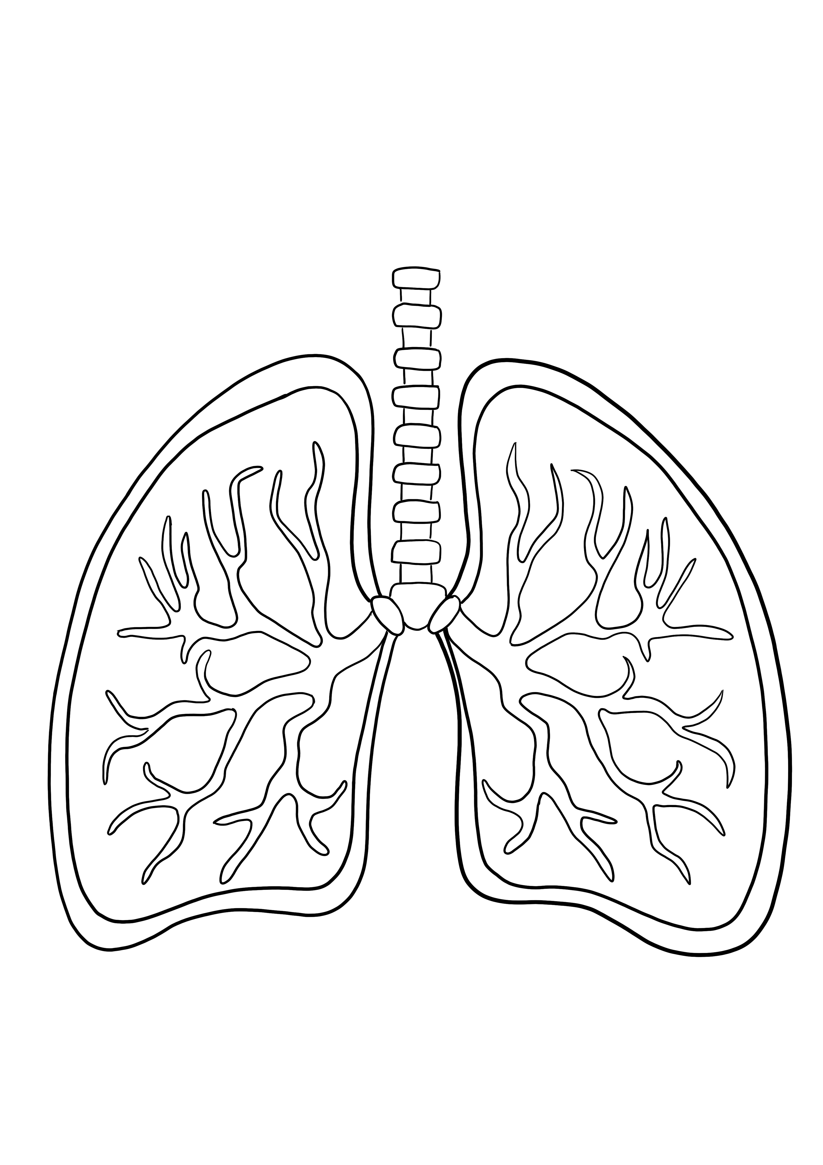 Coloração de pulmões e imagem de impressão gratuita