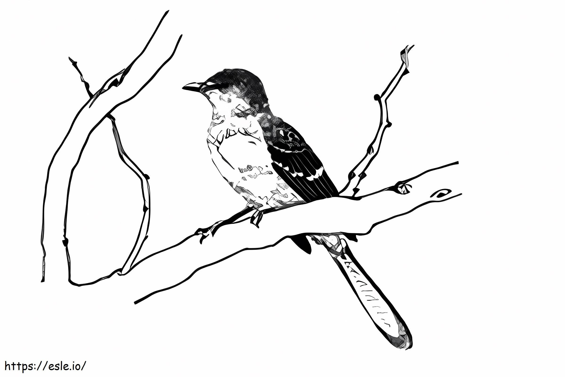 Paint Draw Nightingale värityskuva