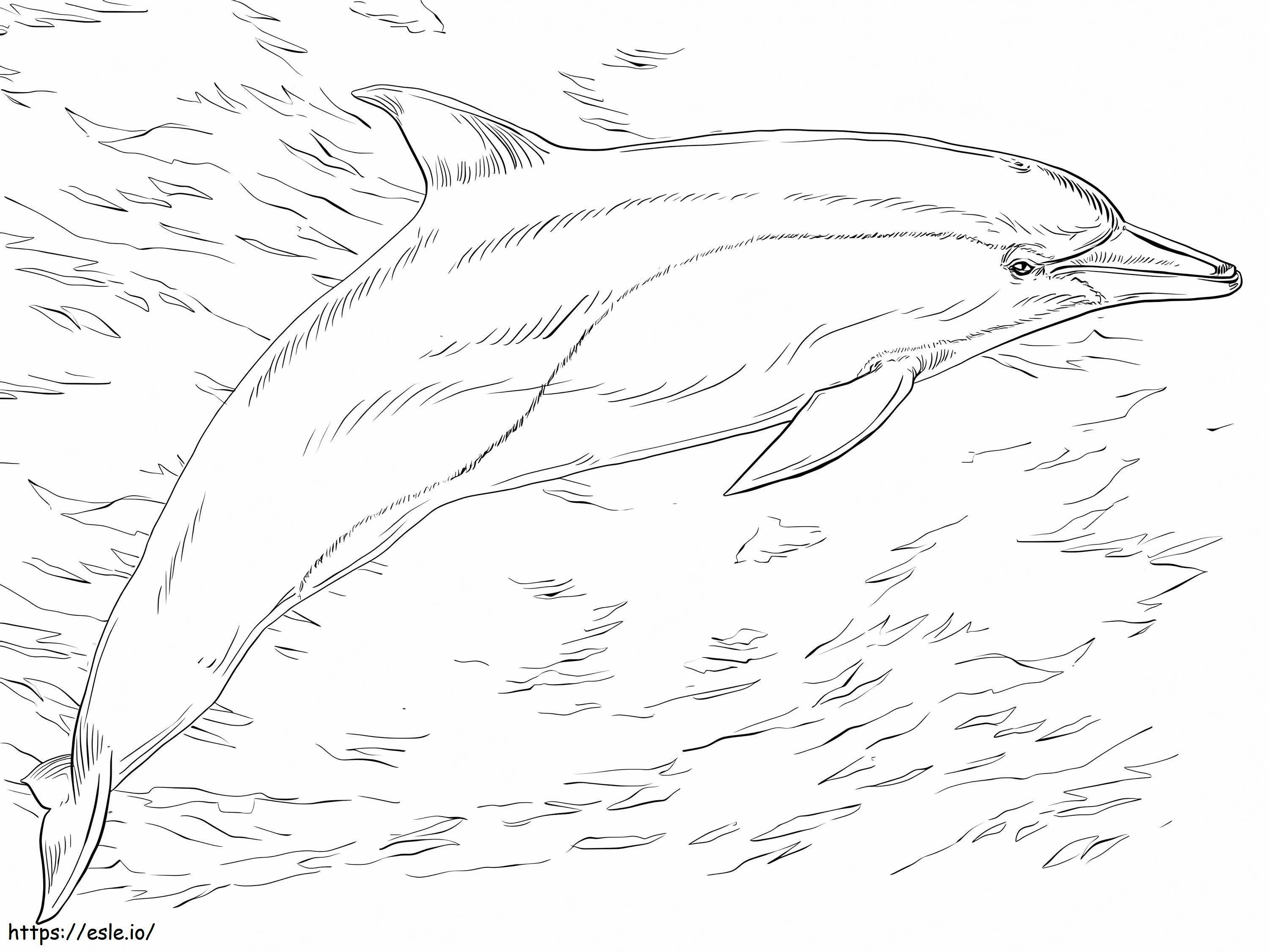 Delfinul comun de colorat