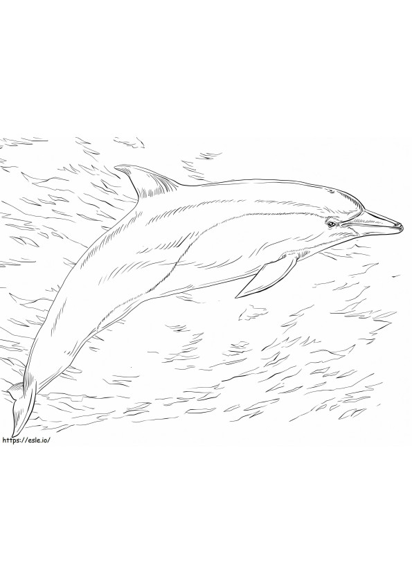 Delfinul comun de colorat