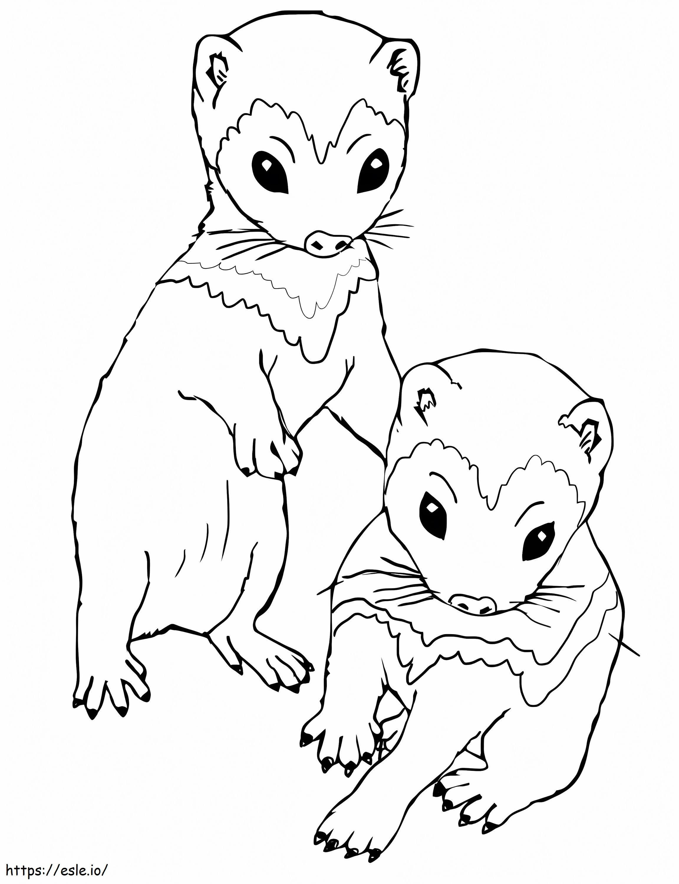 Babies Ferret coloring page