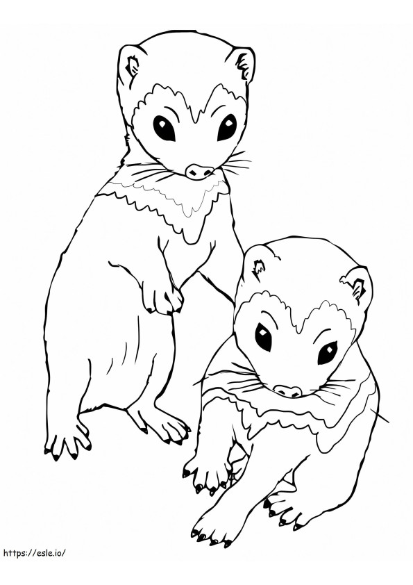 Babies Ferret coloring page