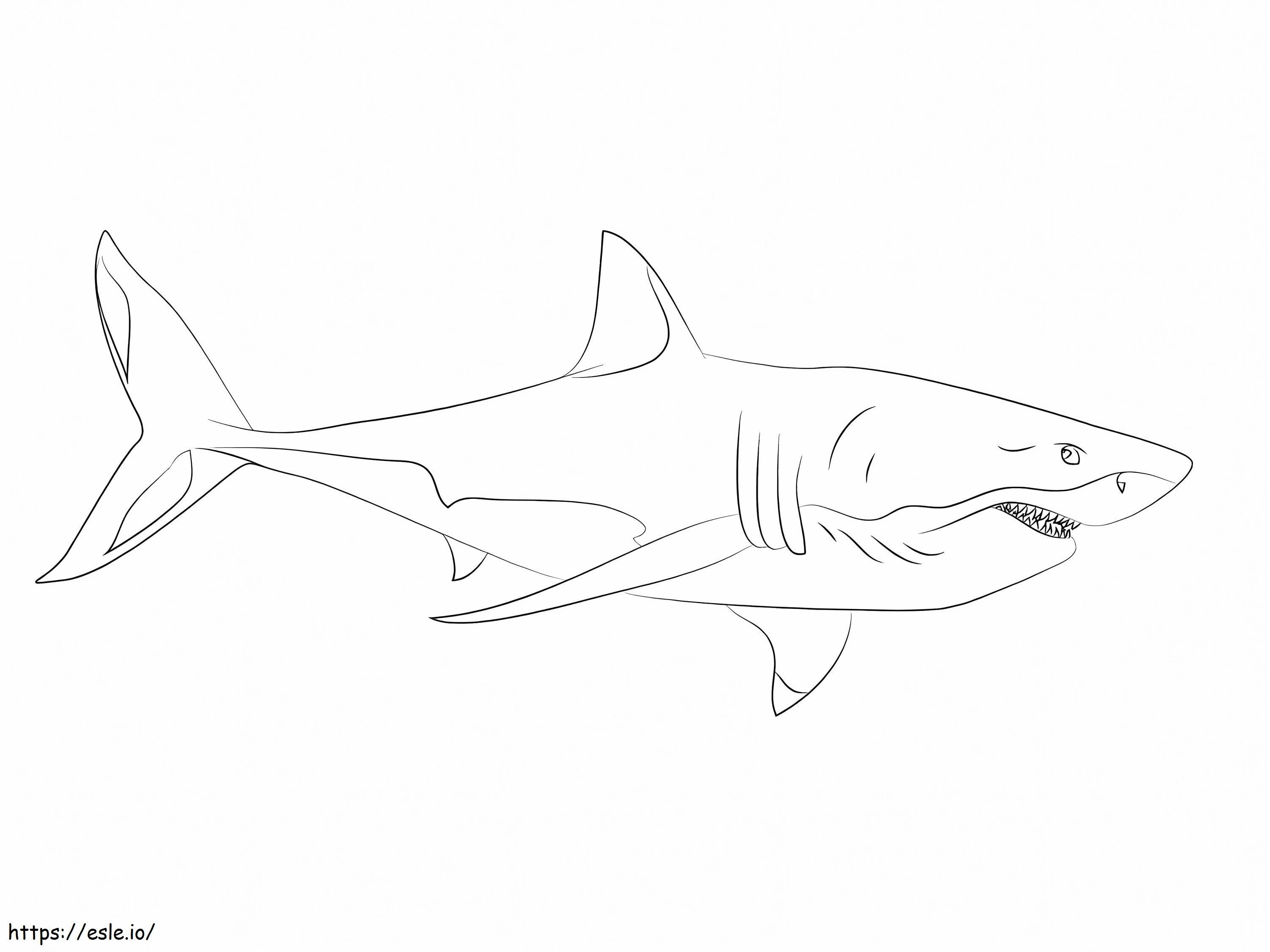 Facile Grande squalo bianco da colorare