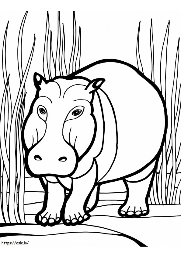 Hipopotam kolorowanka