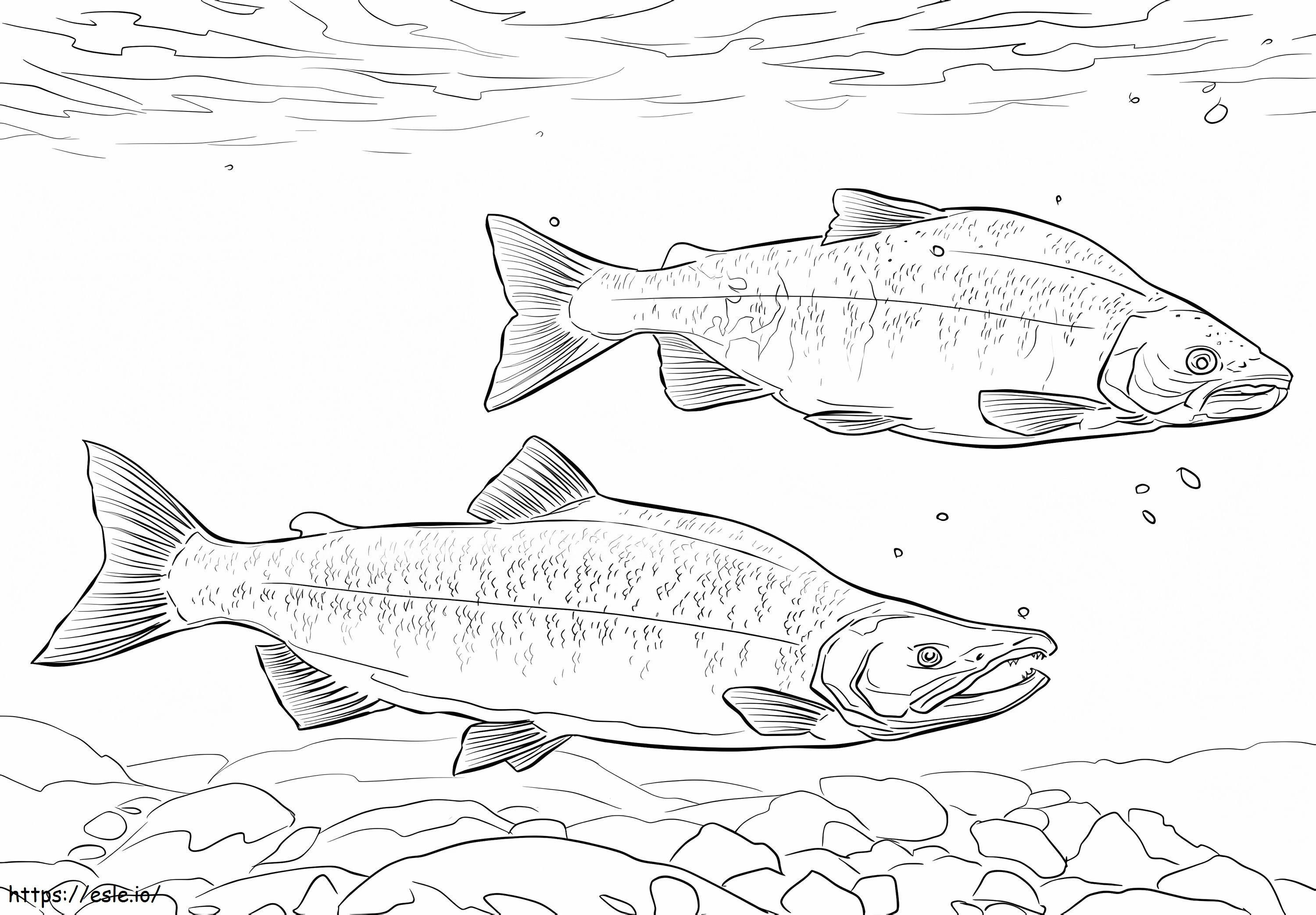 Salmon Kokanee Gambar Mewarnai
