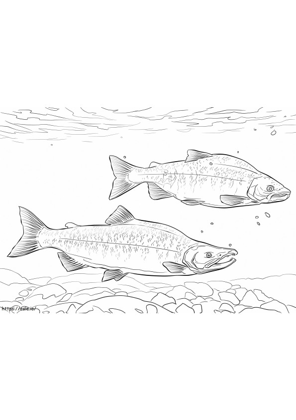 Kokanee-Lachs ausmalbilder