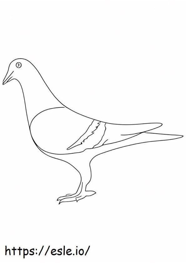 Pigeon 4 coloring page