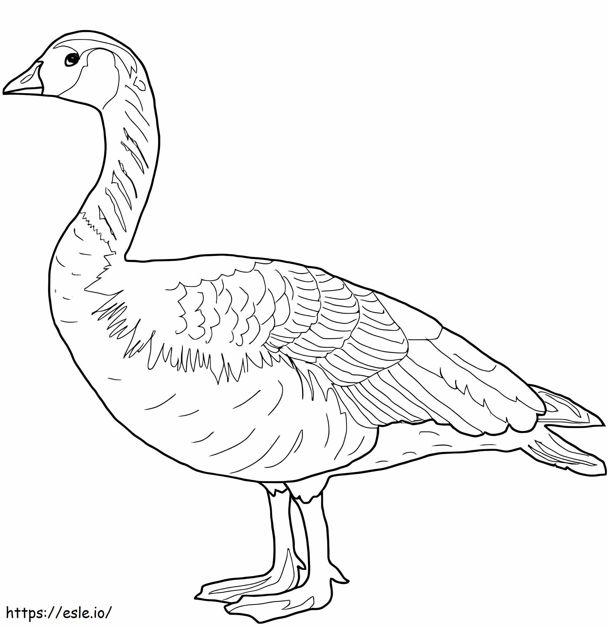 Wild Canada Goose coloring page