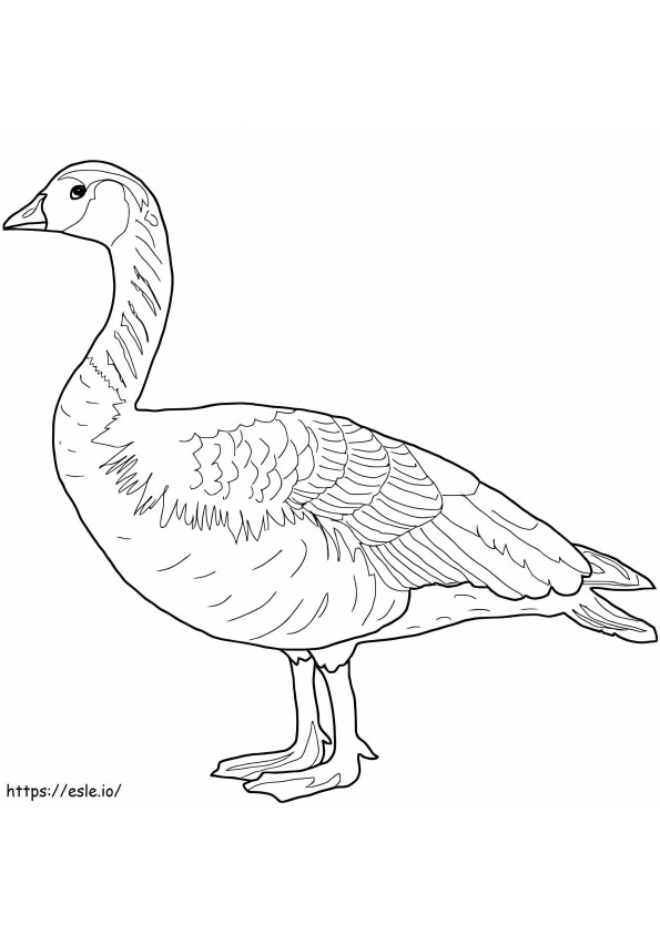 Wild Canada Goose coloring page