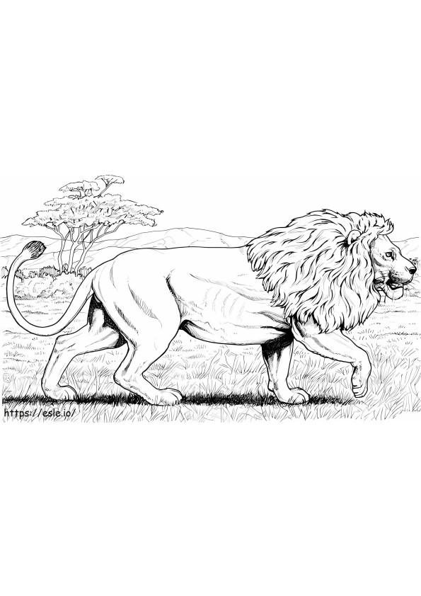 Afrikkalainen leijona kävely värityskuva