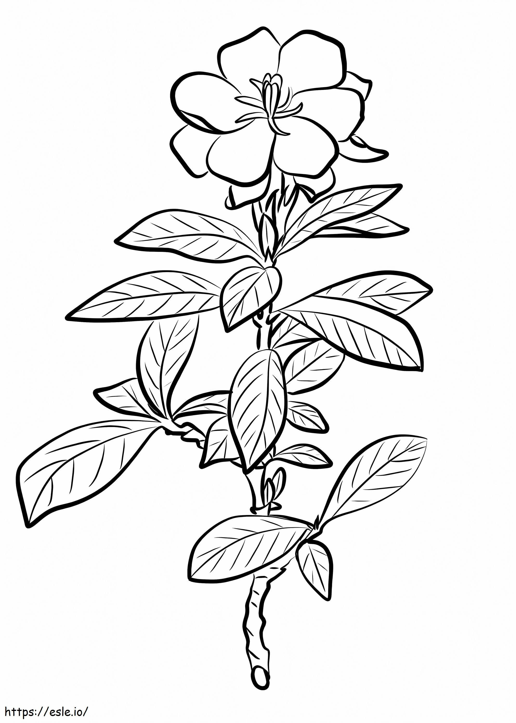 Gardenia podstawowa kolorowanka