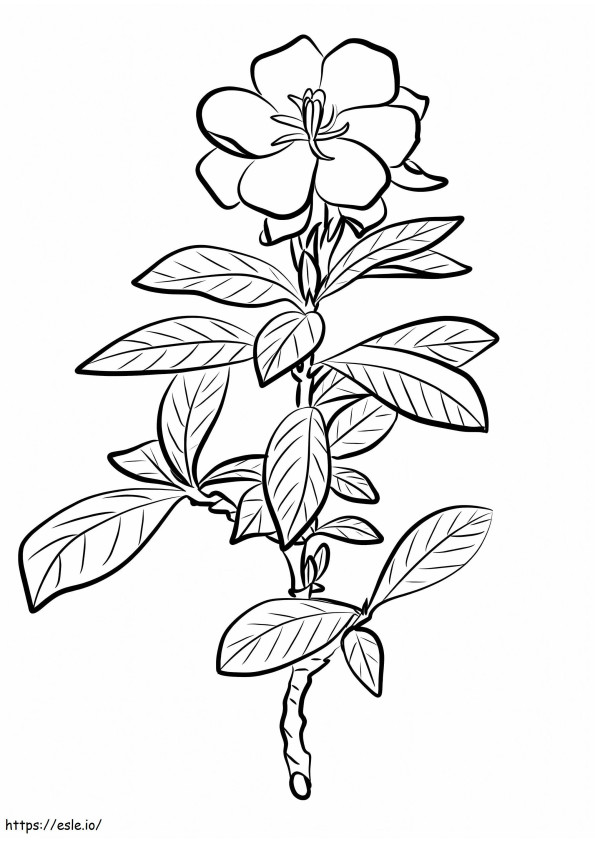 Gardenia podstawowa kolorowanka