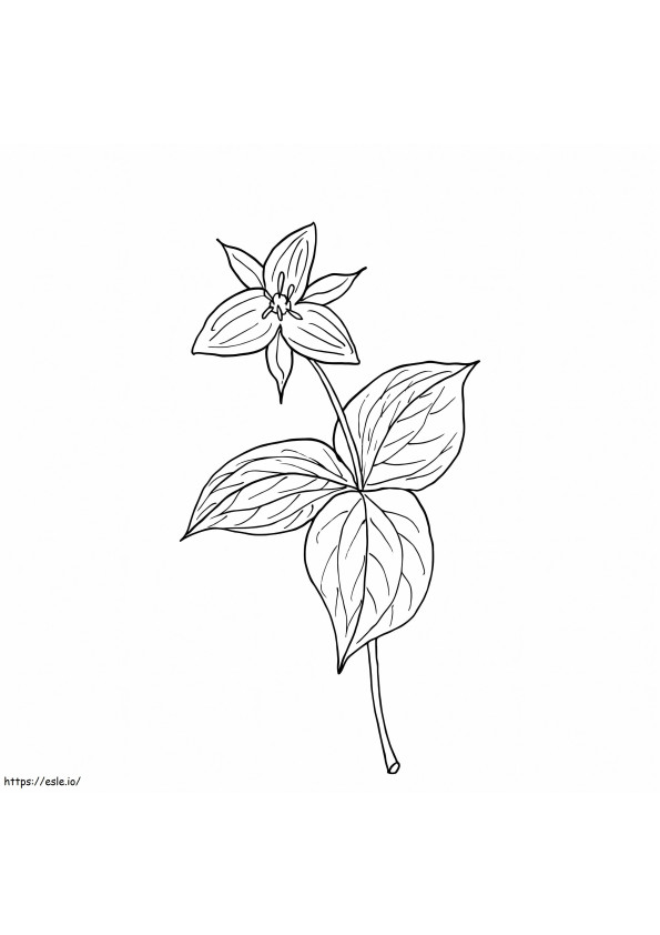 ra-z-de-trillium-beth-coloring-page