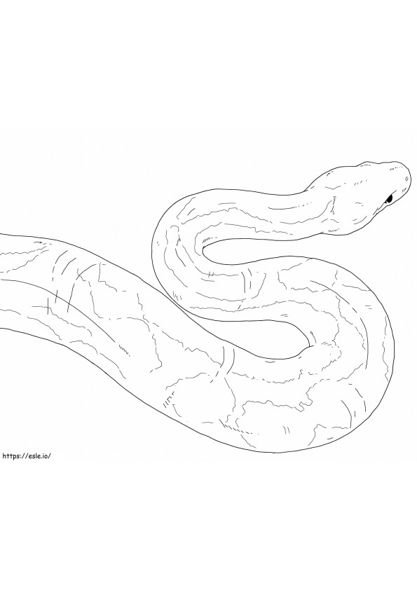 Anaconda Amarela para colorir