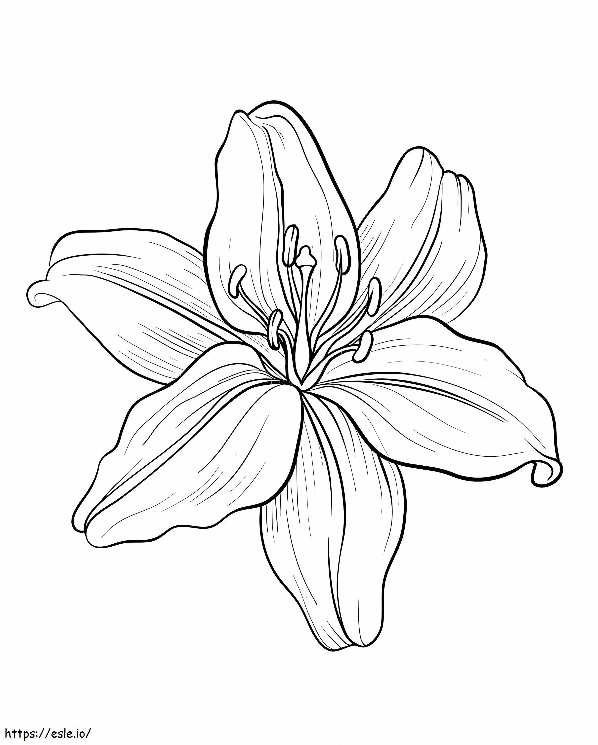 Floarea de crin 1 de colorat