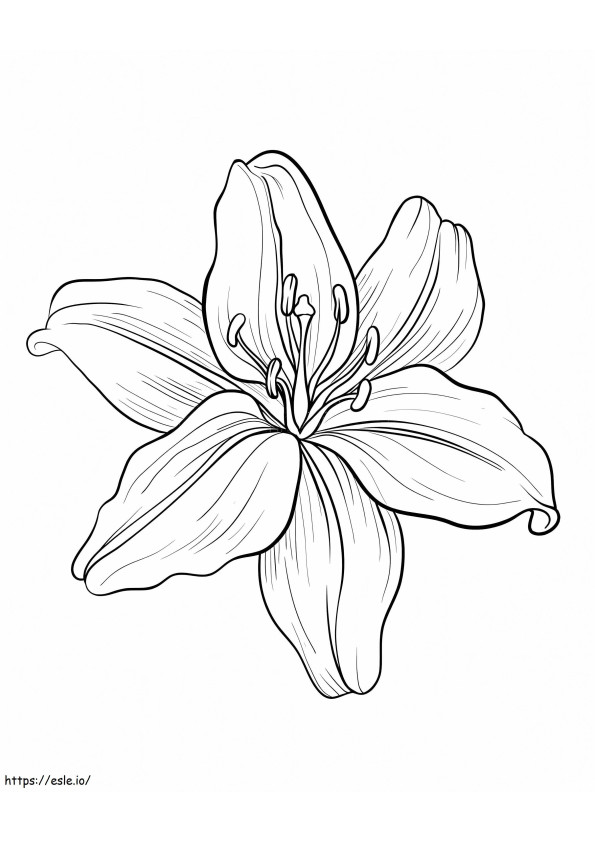Lily Flower 1 coloring page