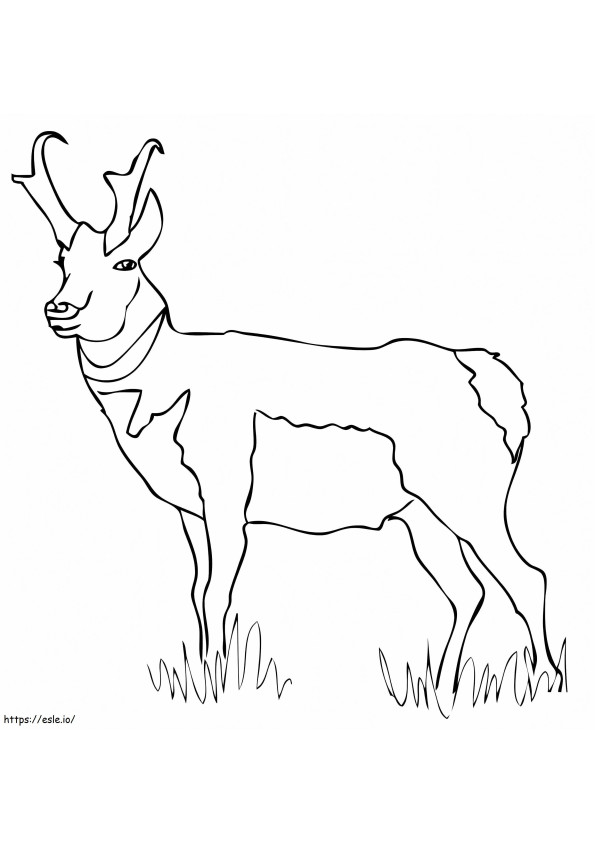 Normal Pronghorn coloring page