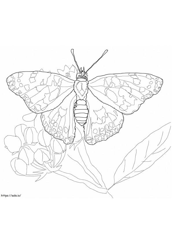 Painted Lady Butterfly 1 coloring page