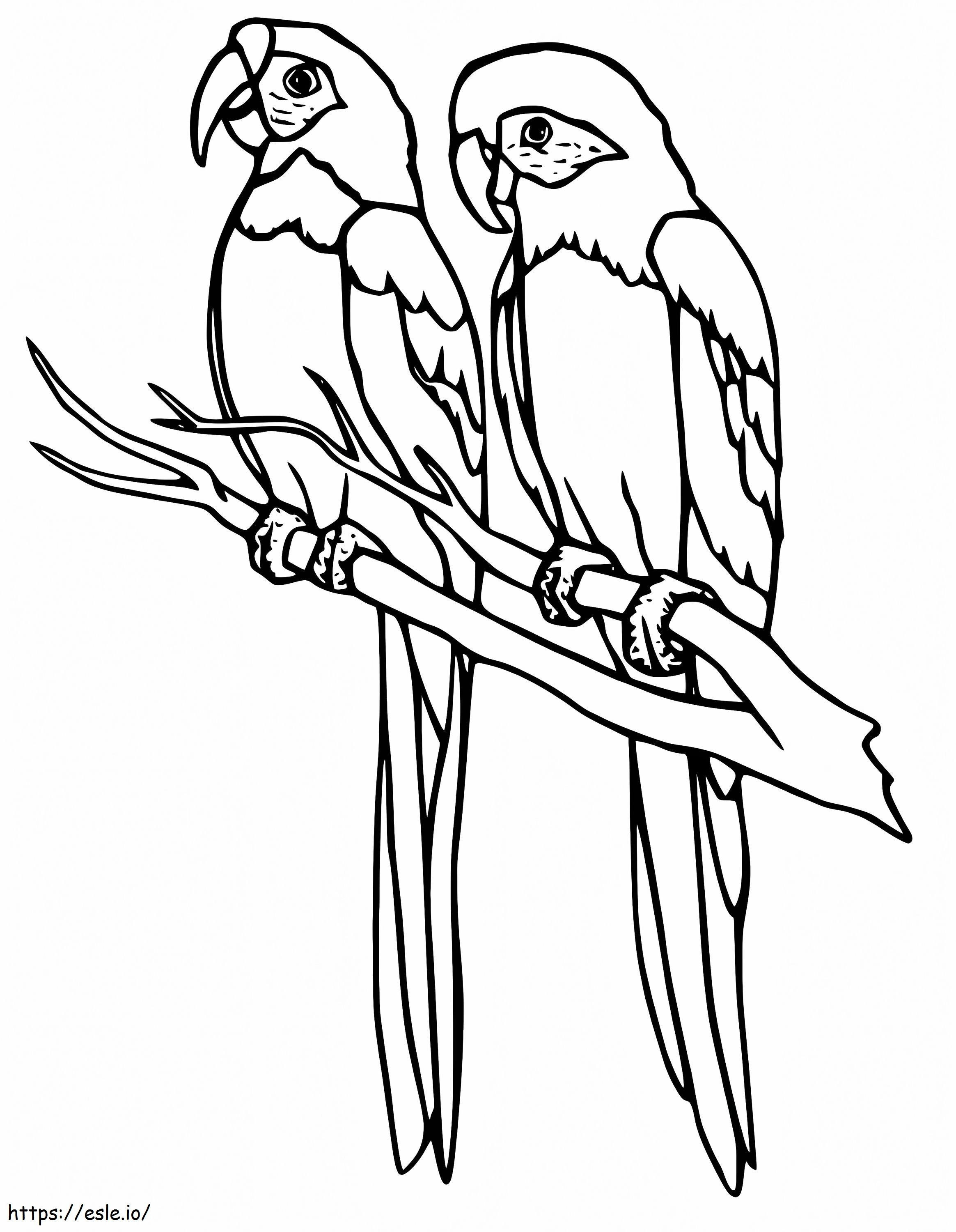 Parakeets On Branch coloring page
